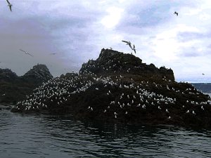 gull island